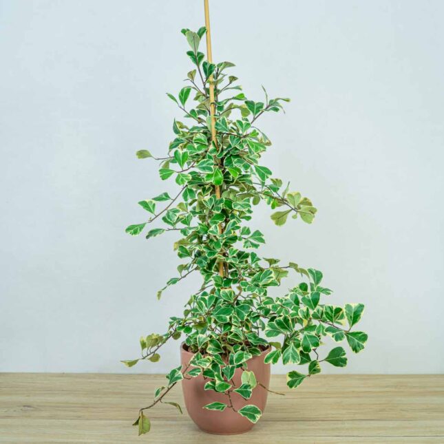 fikus-triangularis-sweetheart-ficus fikus-triangularis-sweetheart-ficus