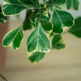 fikus-triangularis-sweetheart-ficus
