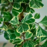 fikus-triangularis-sweetheart-ficus