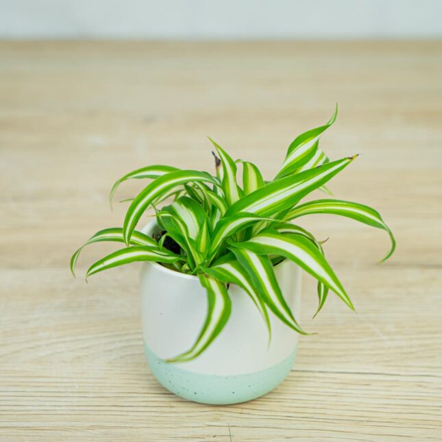 zielistka-chlorophytum-comosum-variegatum-baby zielistka-chlorophytum-comosum-variegatum-baby