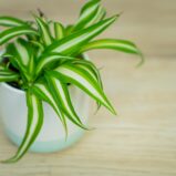 zielistka-chlorophytum-comosum-variegatum-baby
