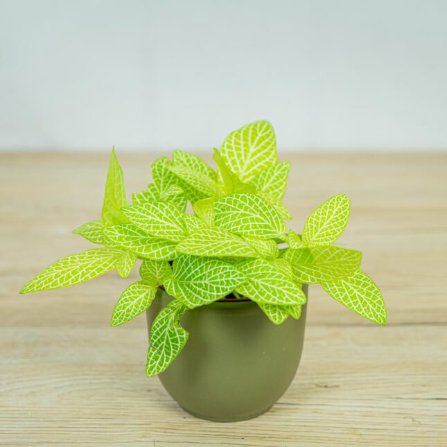 fittonia-mosaic-lemon