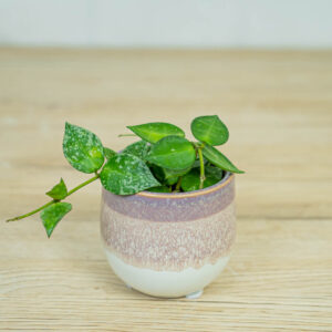 Hoya-carnosa-gracilis-memoria