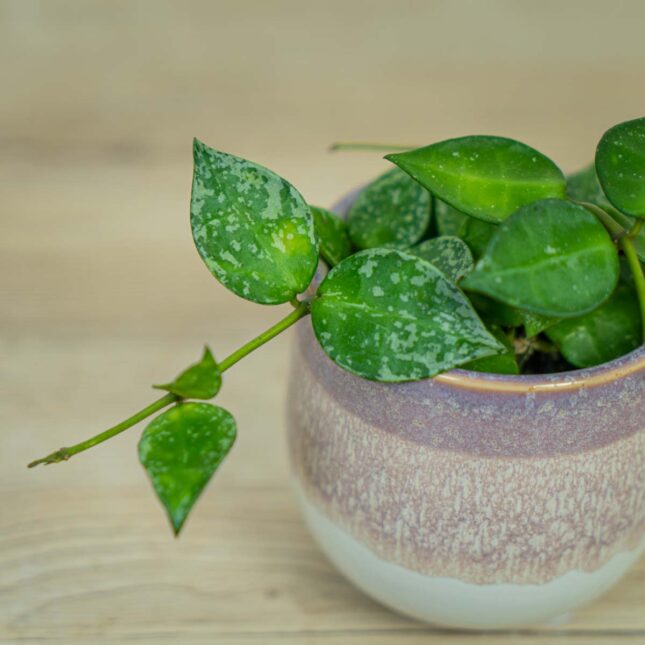 hoya-krohniana-splash hoya-krohniana-splash