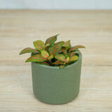 fittonia-mosaic-skeleton