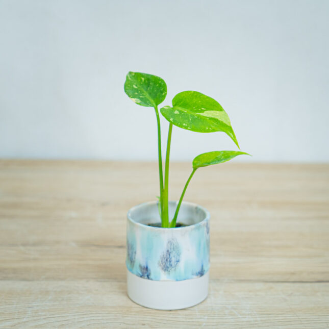 monstera-thai-constelation monstera-thai-constelation
