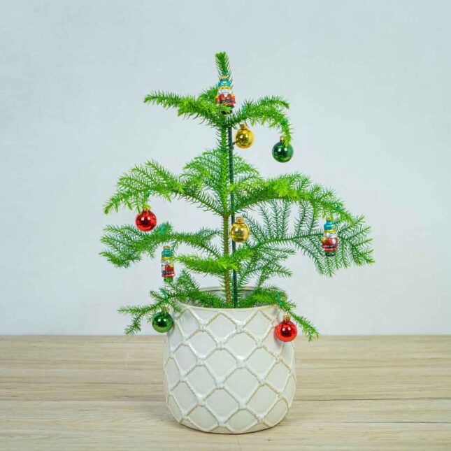 araukaria-wyniosla-araucaria-heterophylla