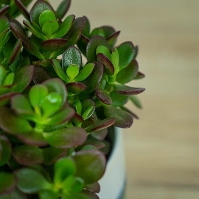 Crassula-ovata-minor Crassula-ovata-minor