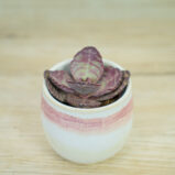 Kalanchoe-humilis-zebra-baby