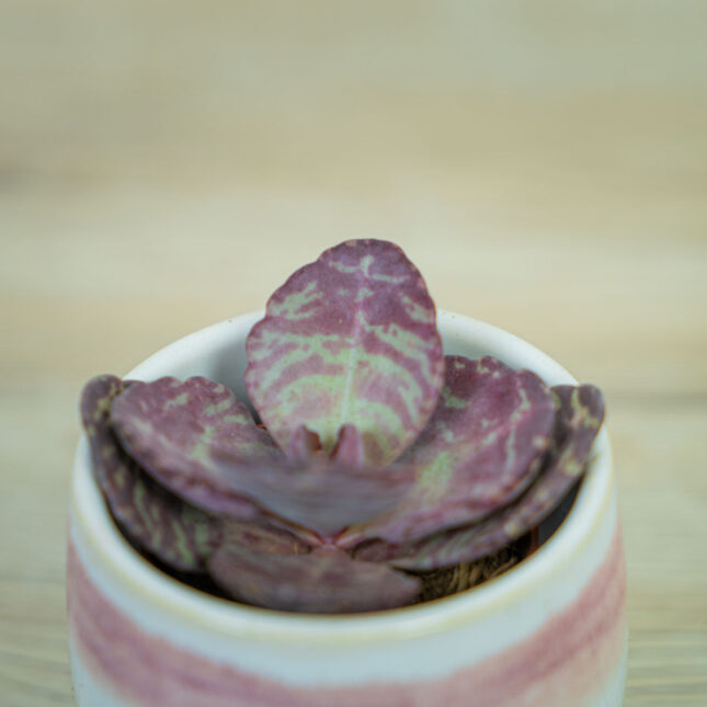 Kalanchoe-humilis-zebra-baby Kalanchoe-humilis-zebra-baby