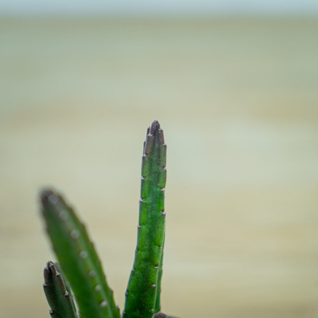 Stapelia-leendertziae-baby Stapelia-leendertziae-baby