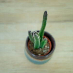 Stapelia-leendertziae-baby