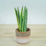 Sansevieria-Bantel's-Sensation