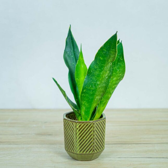 sansevieria-trifasciata-black-diamond sansevieria-trifasciata-black-diamond