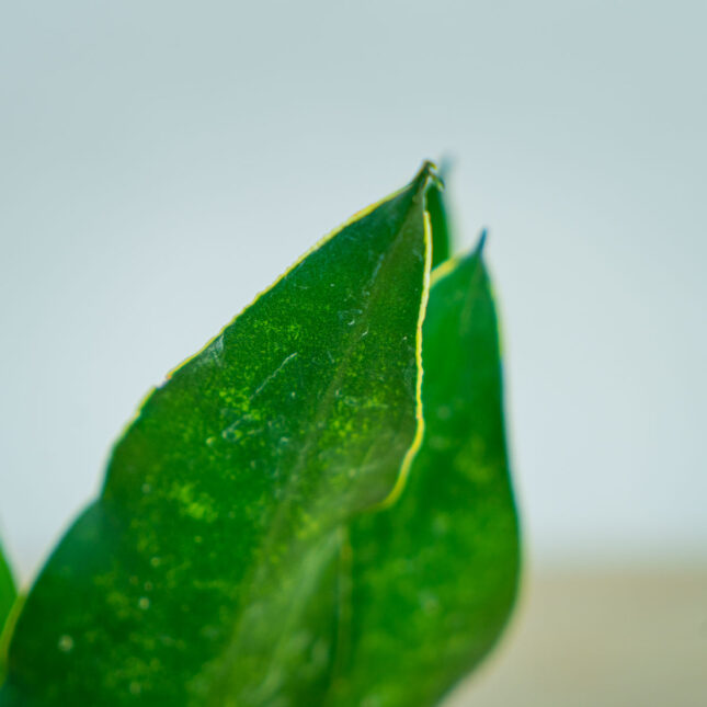 sansevieria-trifasciata-black-diamond sansevieria-trifasciata-black-diamond