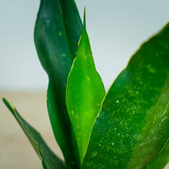sansevieria-trifasciata-black-diamond sansevieria-trifasciata-black-diamond