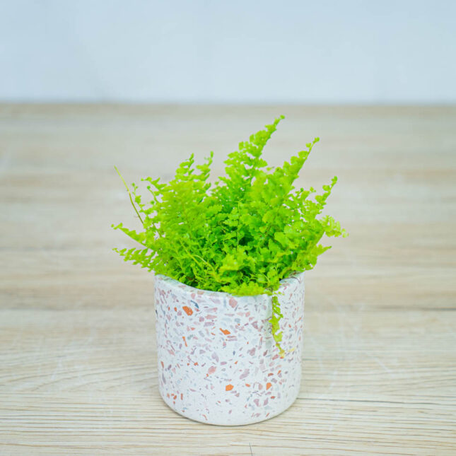 paproc-fluffy-ruffles-baby-nephrolepis paproc-fluffy-ruffles-baby-nephrolepis
