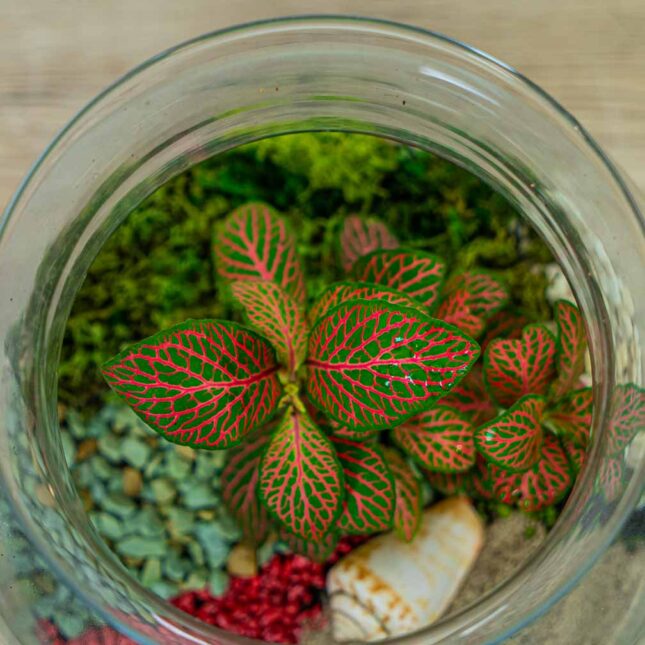 las-w-sloiku-czerwona-wydma las-w-sloiku-czerwona-wydma