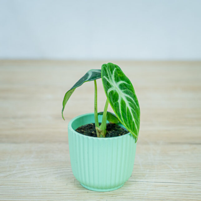 alokazja-ninja-baby-alocasia alokazja-ninja-baby-alocasia