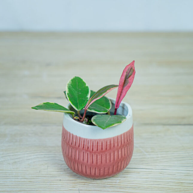 Hoya-flamigno-dream-baby Hoya-flamigno-dream-baby