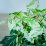 hibiskus-variegata