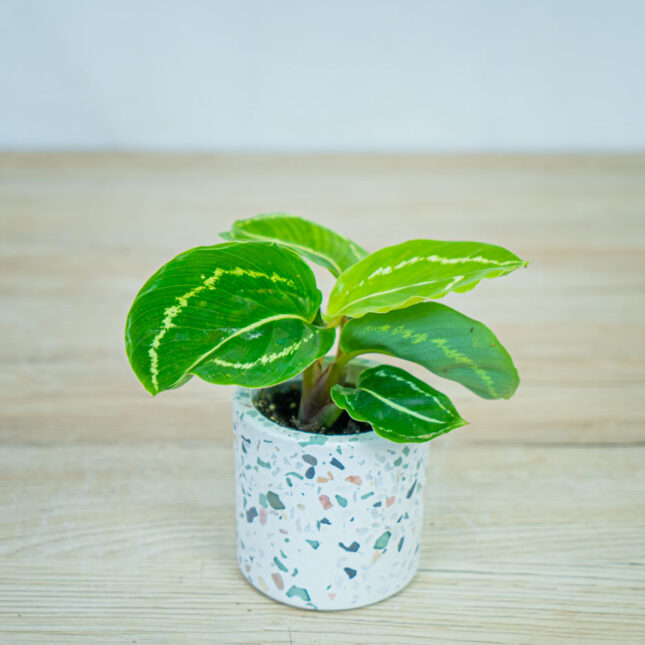 calathea-roseopicta-green-baby