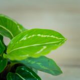 calathea-roseopicta-green-baby
