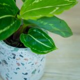 calathea-roseopicta-green-baby