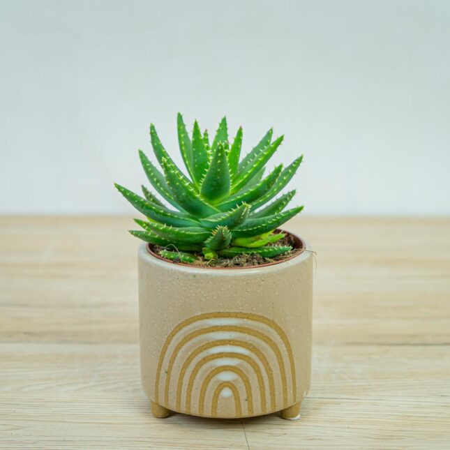 aloe-brevifolia