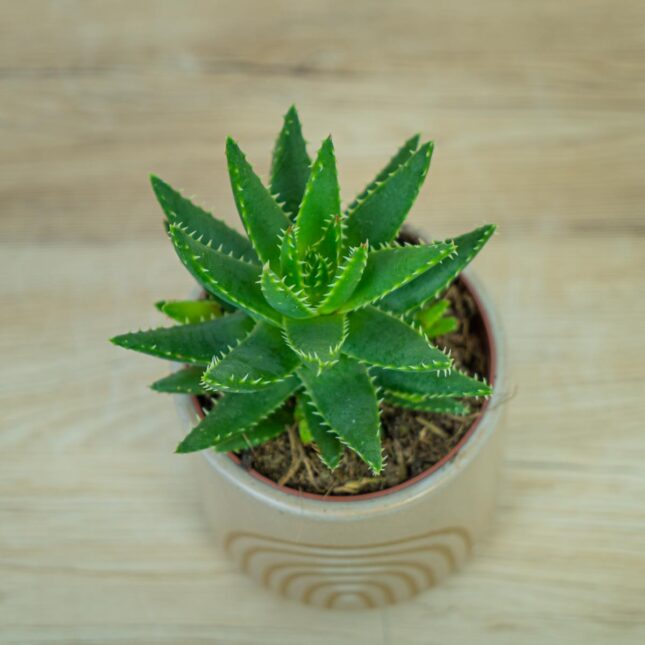 aloe-brevifolia aloe-brevifolia