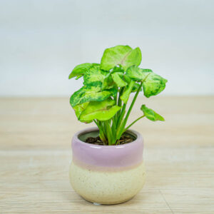 syngonium-sunshine-speckle-baby