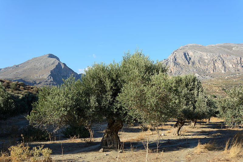 Duże drzewko oliwne w naturze, Kreta.