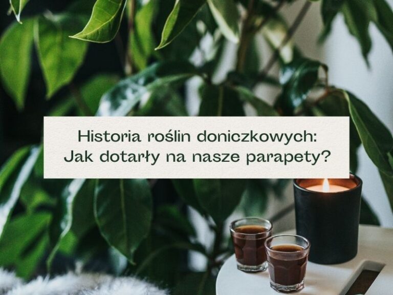 Rośliny doniczkowe w domu - historia roślin doniczkowych
