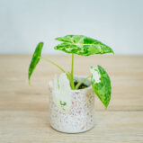 Alocasia-micholitziana-Frydek-variegata