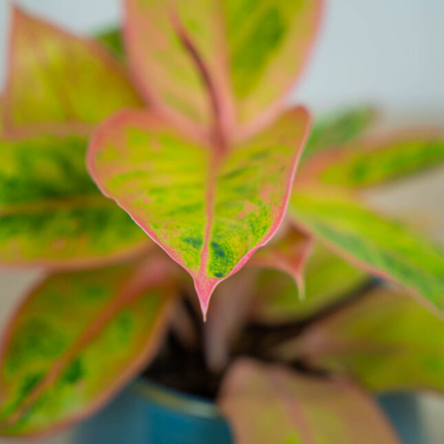 aglaonema-salmon-fantasy-golden-papaya aglaonema-salmon-fantasy-golden-papaya