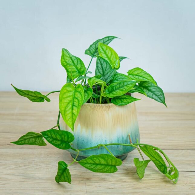 monstera-siltepecana monstera-siltepecana
