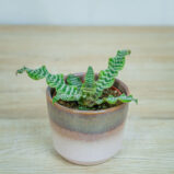 skrytokwiat-cryptanthus-bivittatus