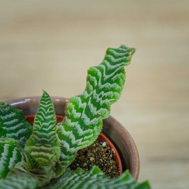 MS-rosliny-08647 skrytokwiat-cryptanthus-bivittatus