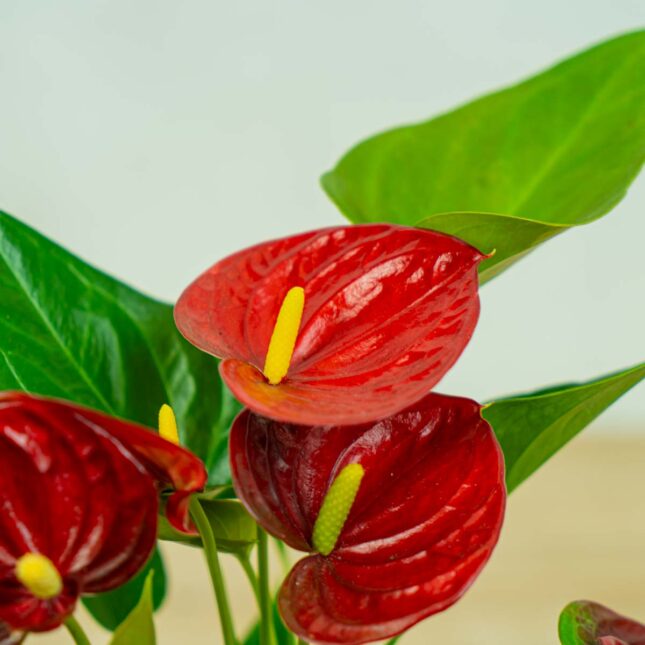anthurium-red anthurium-red