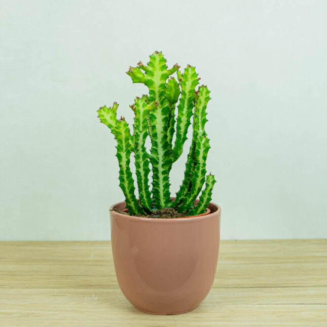 wilczomlecz-euphorbia- lactea