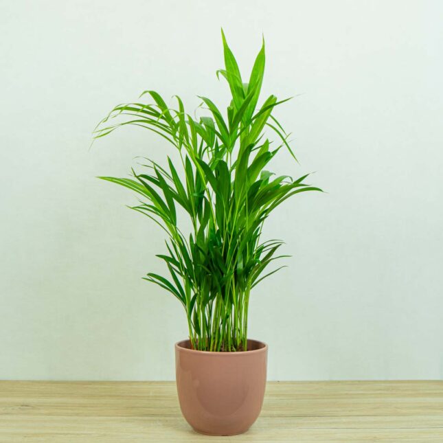 areka-palma-dypsis-lutescens areka-palma-dypsis-lutescens