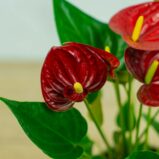 anthurium-red