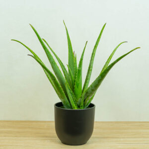 aloes-vera-gigant-aloe-vera-gigant