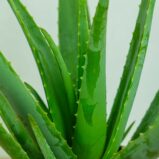 aloes-vera-gigant-aloe-vera-gigant