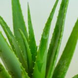 aloes-vera-gigant-aloe-vera-gigant