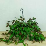 eszynantus-marmurkowy-aeschynanthus-marmoratus