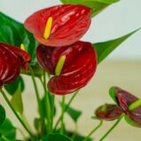 anthurium-red