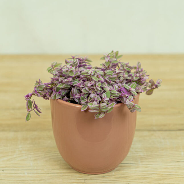 smuzyna-plozaca-pink-lady-callisia-rosato smuzyna-plozaca-pink-lady-callisia-rosato