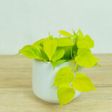 philodendron-scandens-lemon-lime