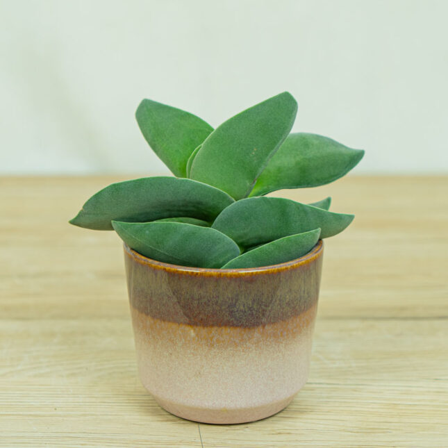 crassula-boomerang
